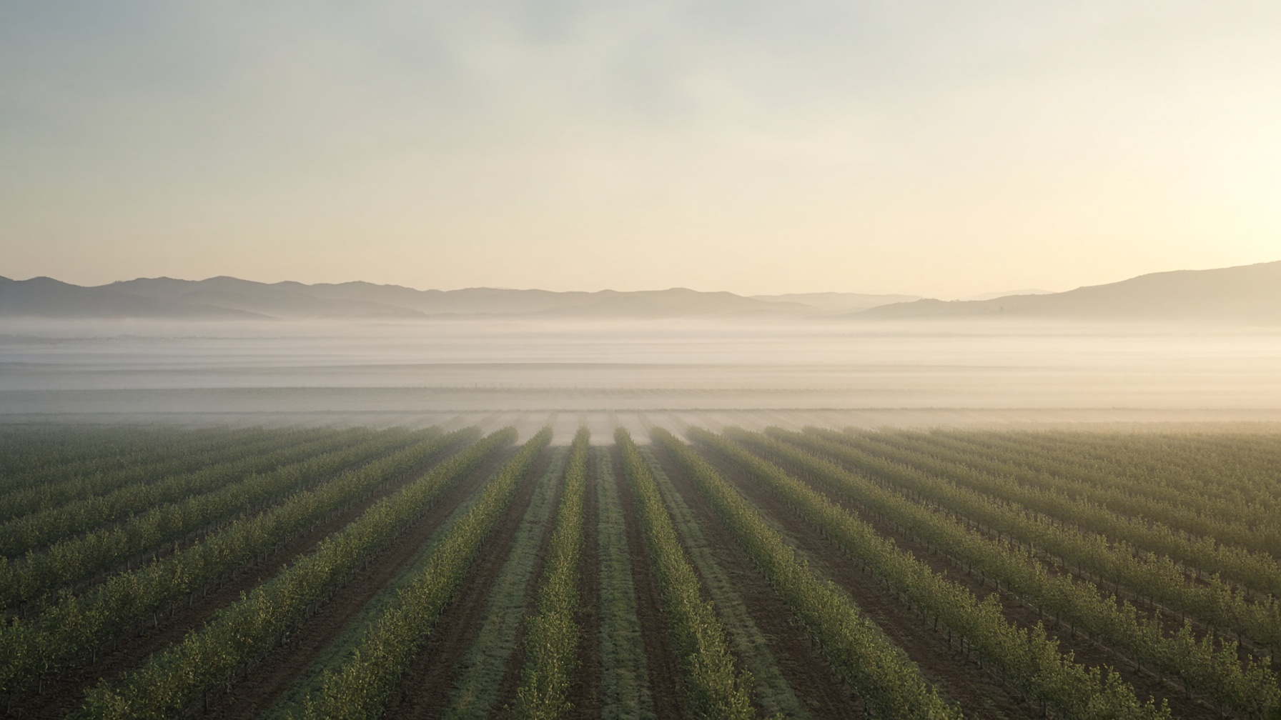 Mist over orchard rows in California’s Central Valley at first light.